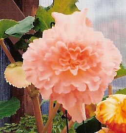 B. ‘Ninette’